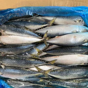ใหม่ Landing Frozen Fish Pacific Mackerel 150-200 กรัม 200-300 กรัม